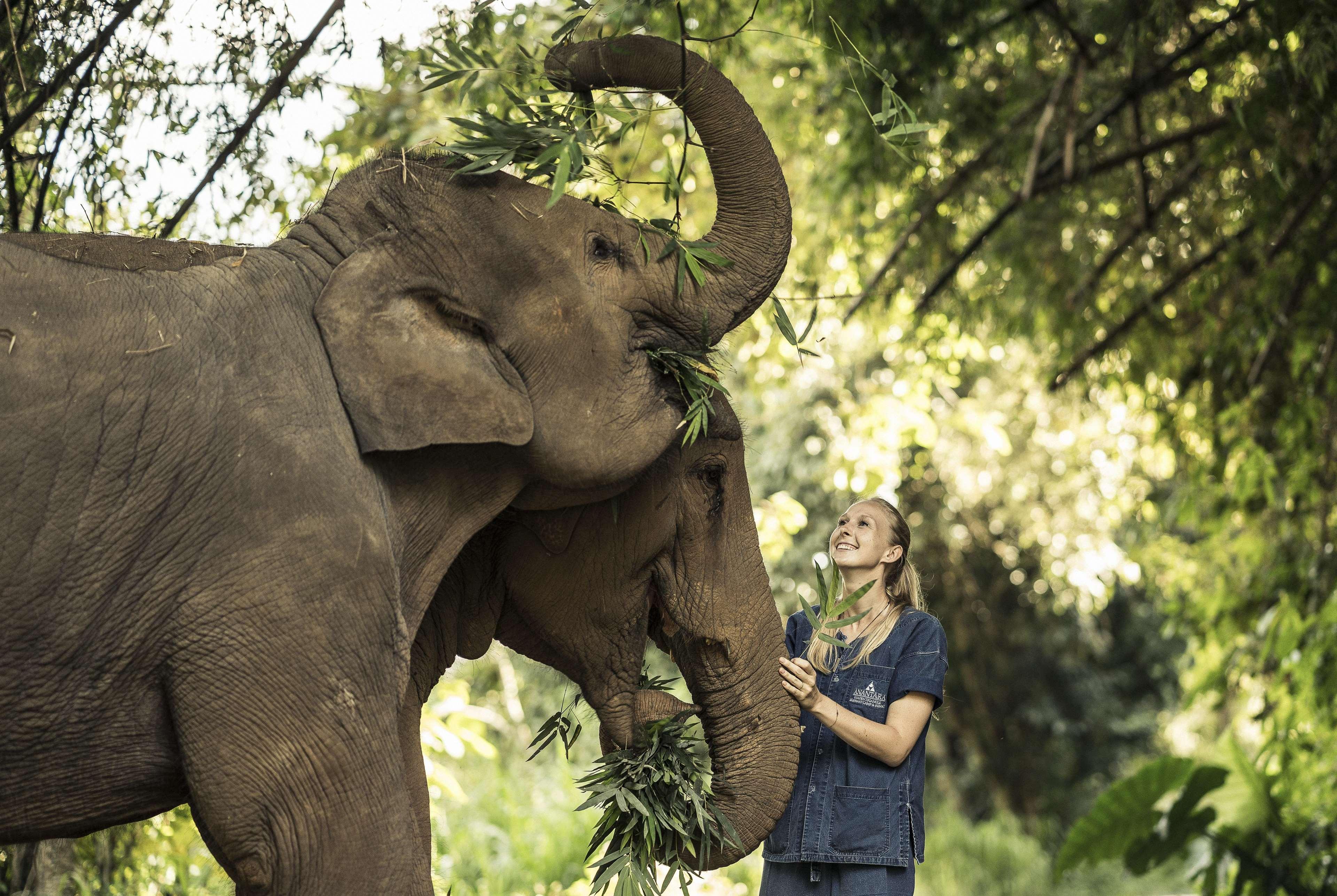 Anantara Golden Triangle Elephant Camp & Resort Chiang Rai Exterior photo