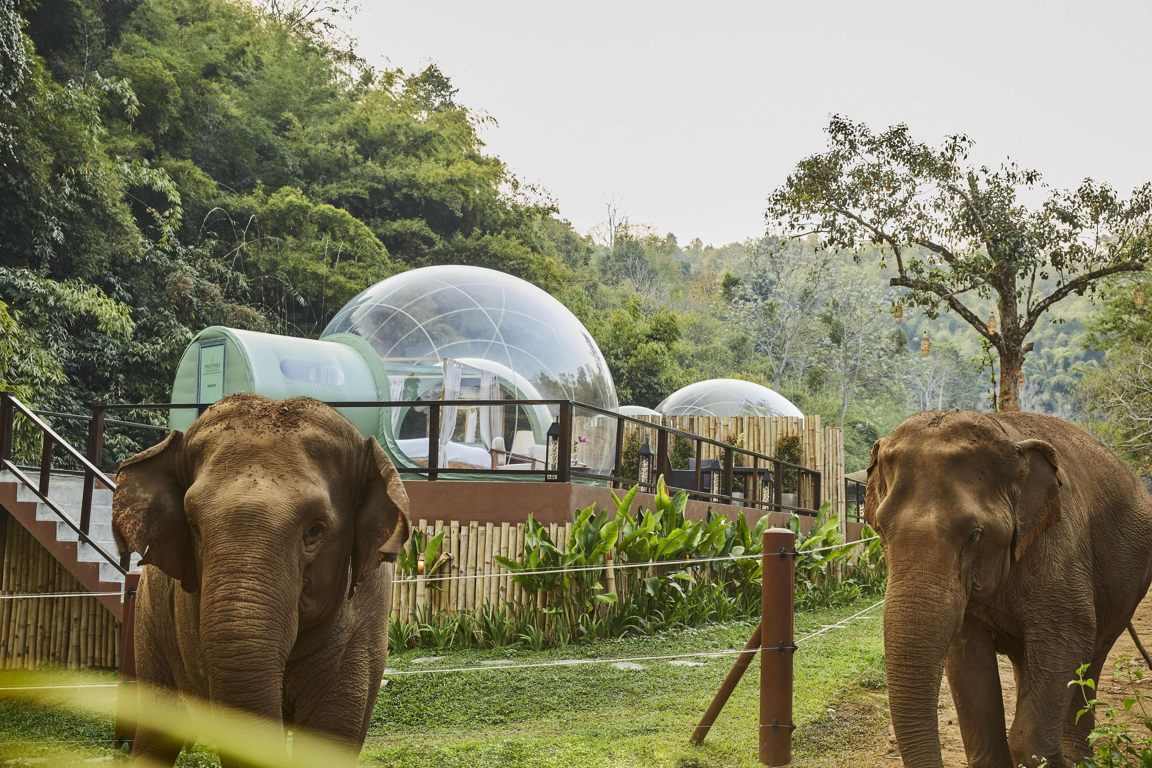 Anantara Golden Triangle Elephant Camp & Resort Chiang Rai Exterior photo