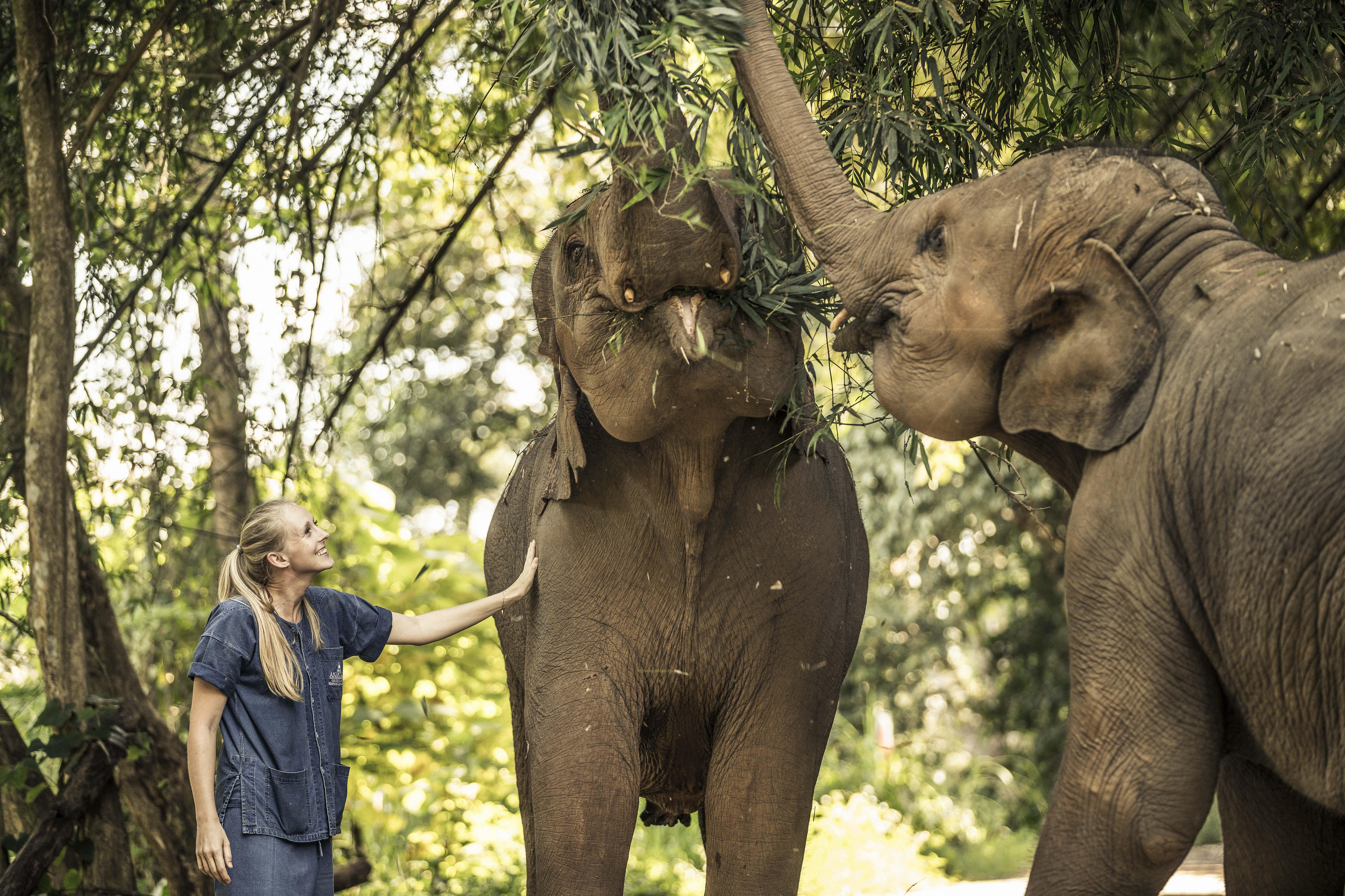 Anantara Golden Triangle Elephant Camp & Resort Chiang Rai Exterior photo